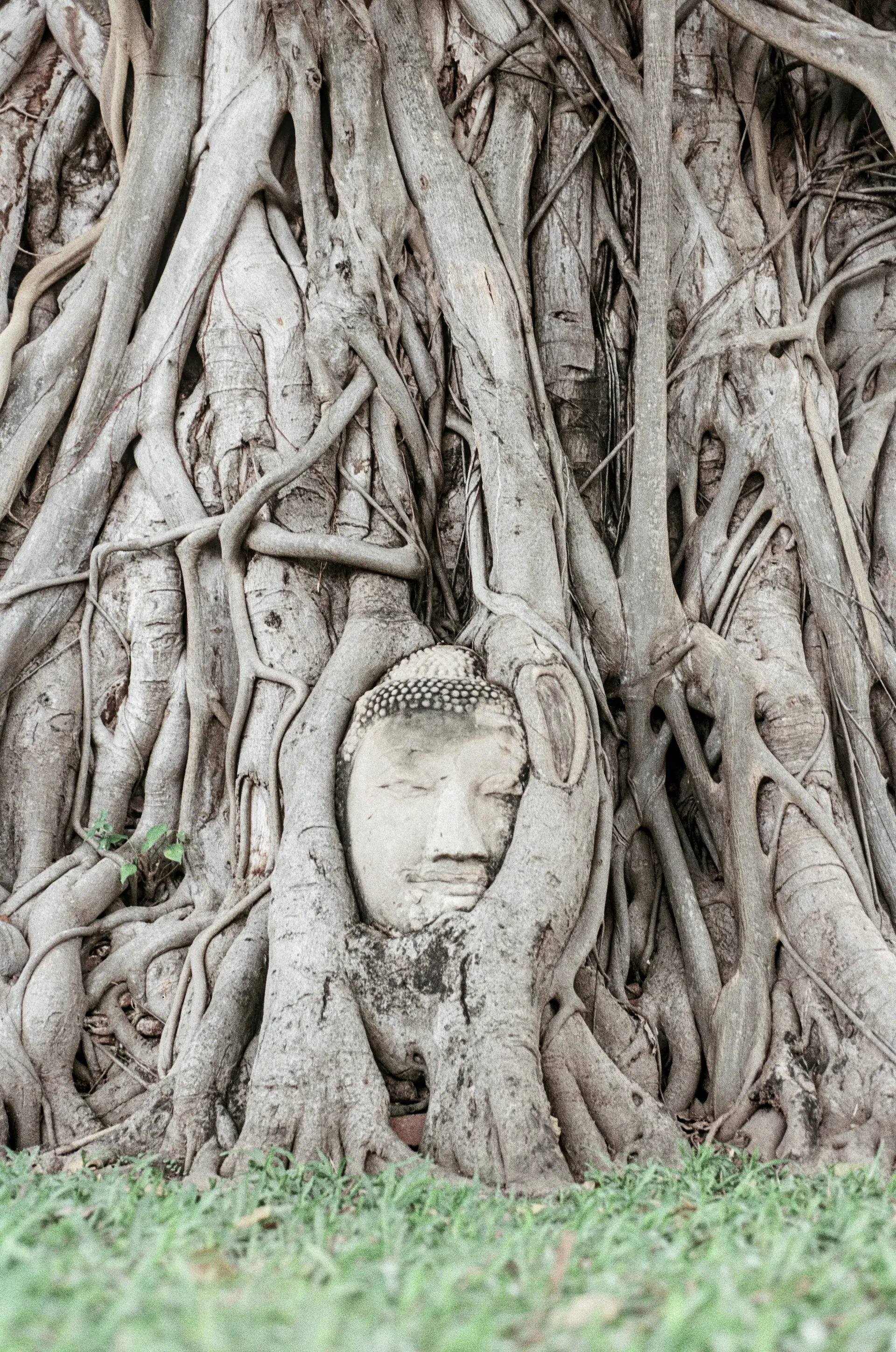 Sandstone Buddha head entwined in banyan tree roots at Wat Mahathat