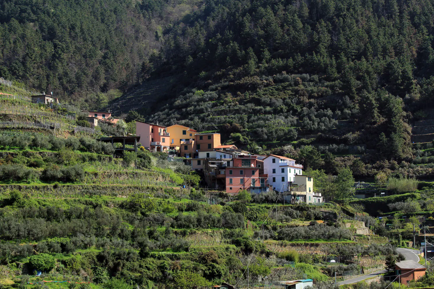 Spectacular terraced vineyards cascading down steep coastal slopes above Riomaggiore village in Cinque Terre