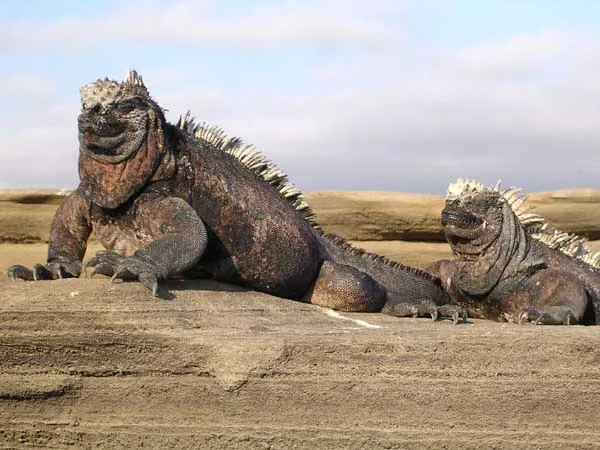 Marine iguana (Amblyrhynchus cristatus) basking on rocks in the Galápagos Islands
