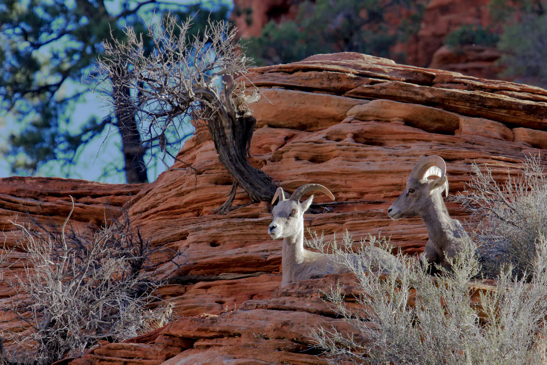 Borrego cimarrón del desierto navegando terreno rocoso demostrando conservación exitosa de vida silvestre y adaptación de especies