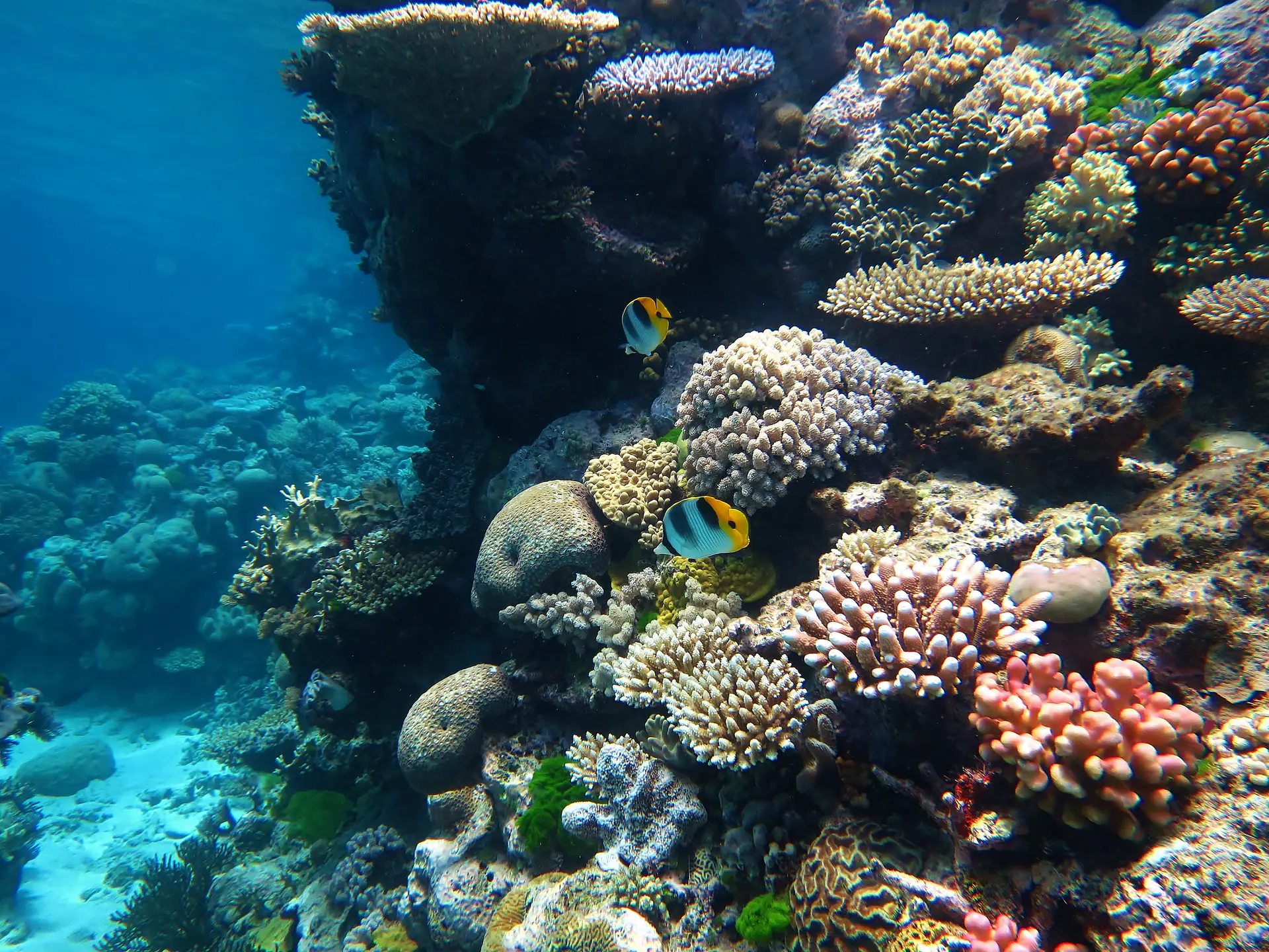 Gran Barrera de Coral: Ecosistemas Coralinos y Biodiversidad Marina