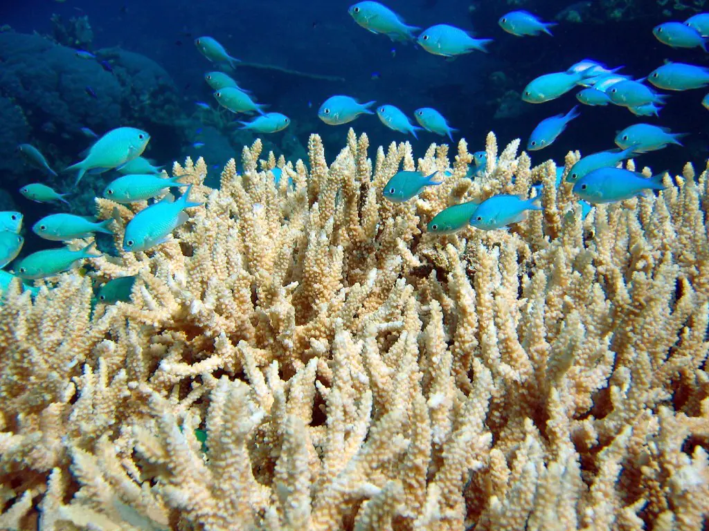 School of vibrant green chromis fish swimming over coral reef, representing the exceptional diving experiences and abundant marine life at the Ribbon Reefs