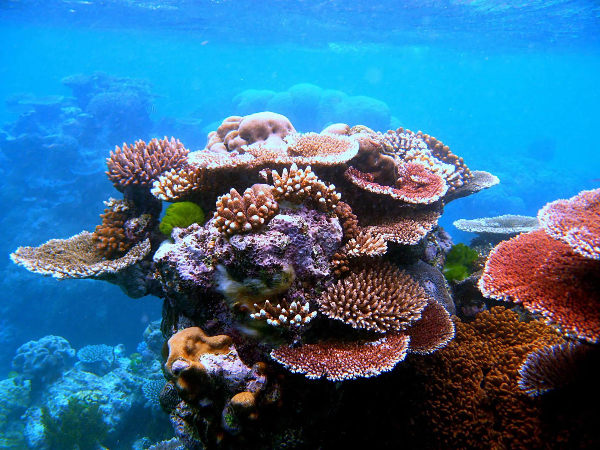 Vibrant coral outcrop at Flynn Reef demonstrating the complex reef structures formed over thousands of years of coral growth and climate adaptation