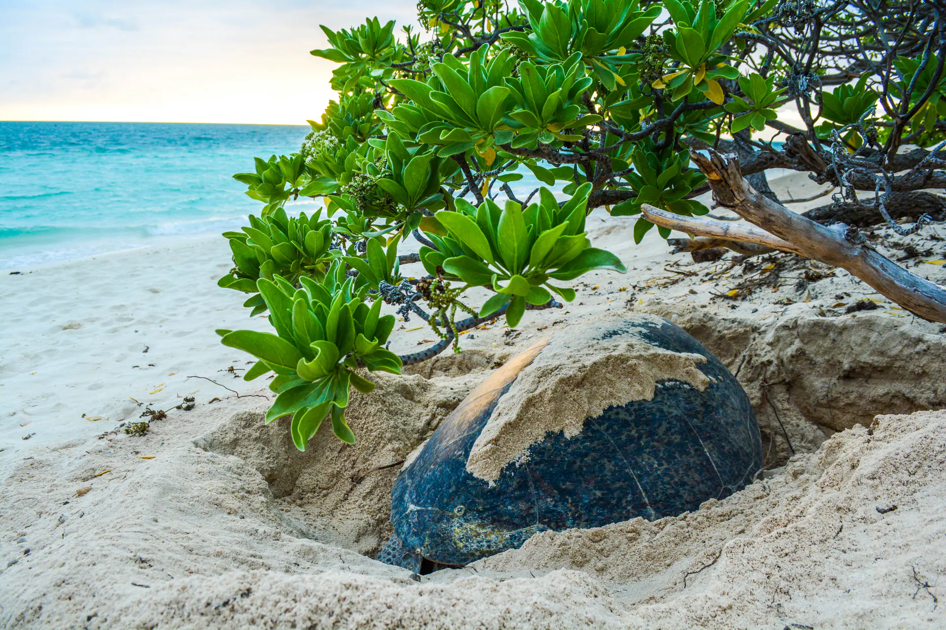 Green sea turtle nesting on beach at sunrise, capturing the dramatic nesting phenomenon that makes the Great Barrier Reef critical for marine turtle conservation