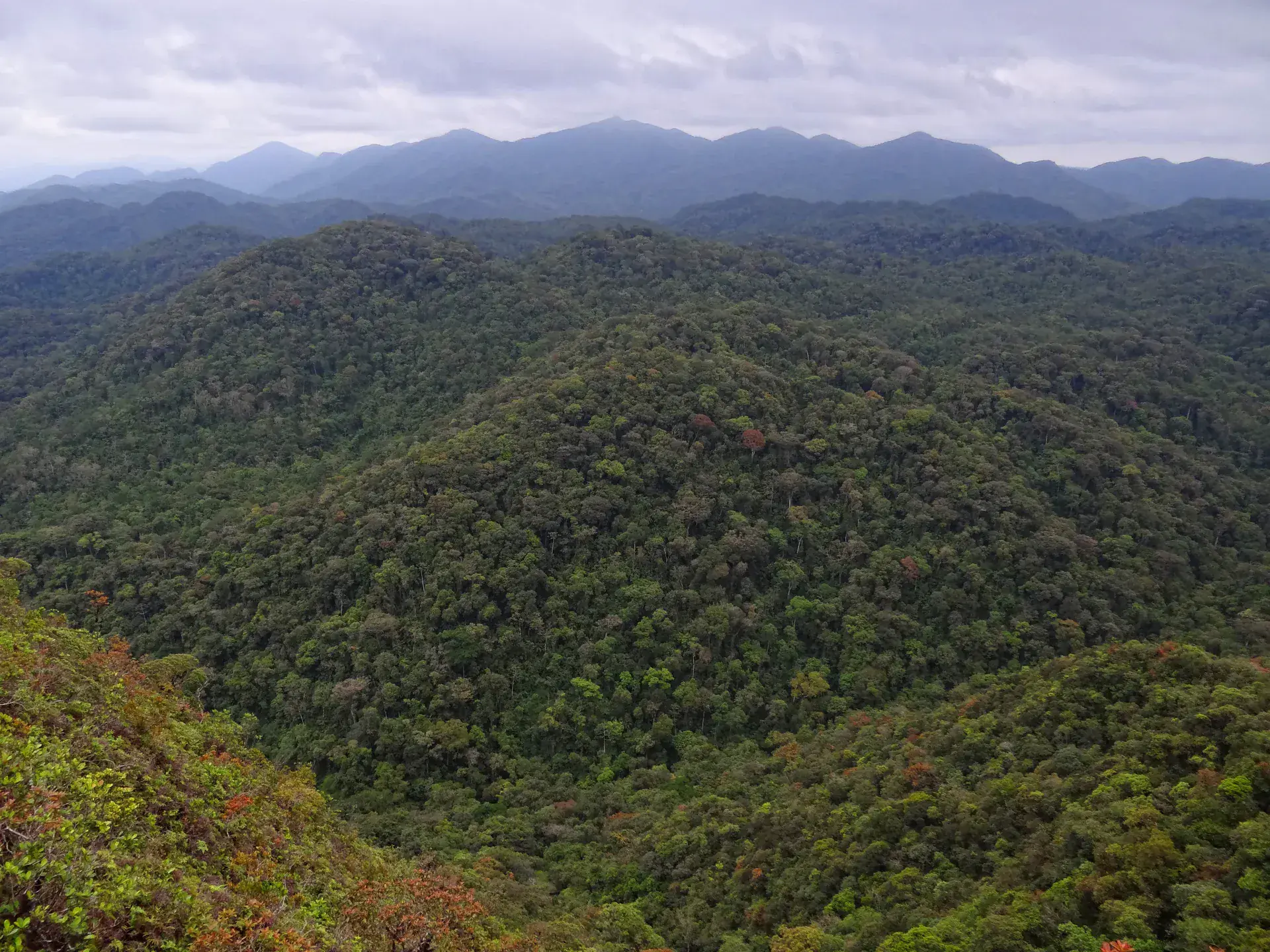 Denso dosel de la Selva Atlántica en el Parque Estadual Intervales mostrando biodiversidad de selva subtropical