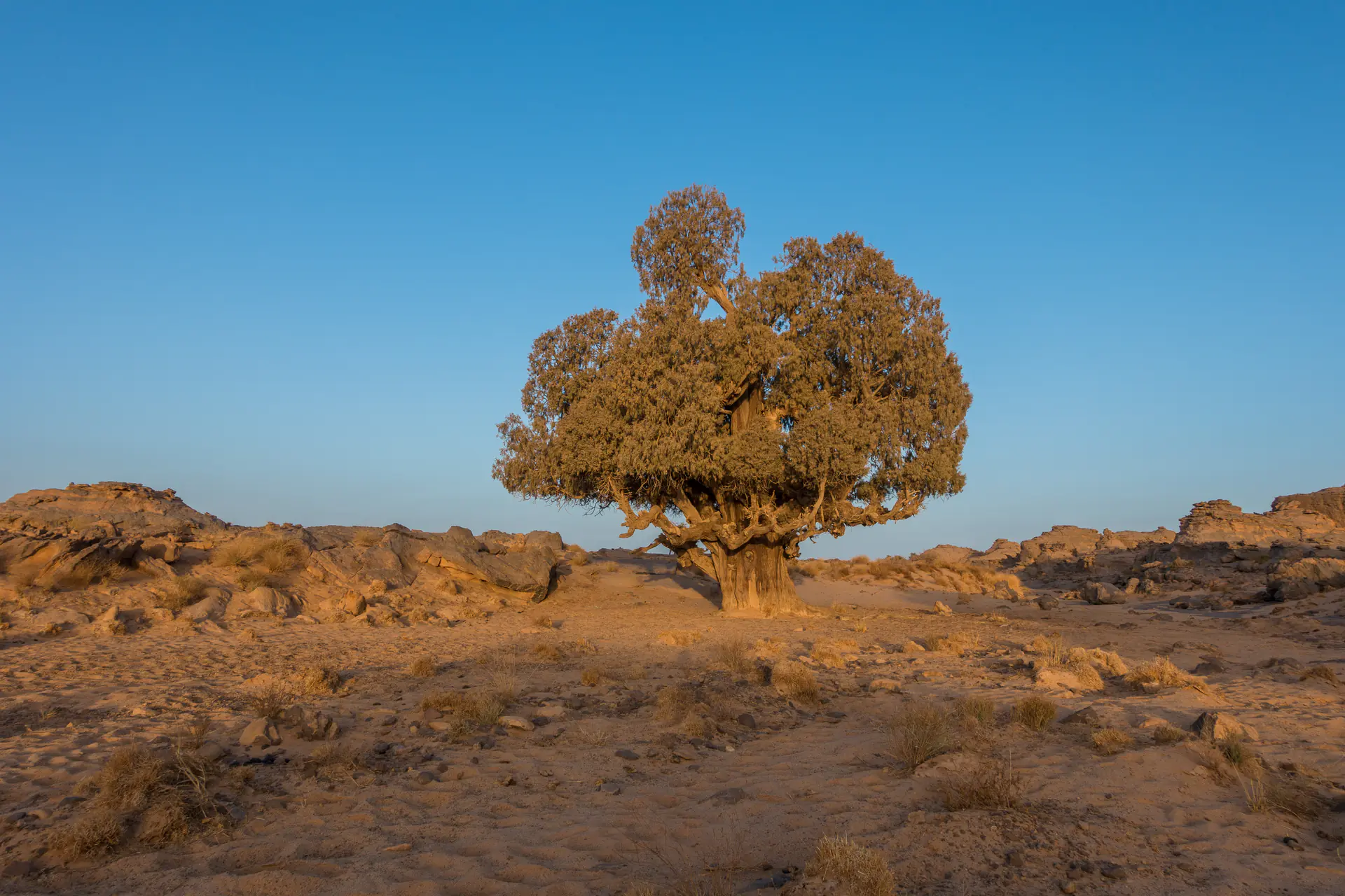 Ciprés Tarout/Duprez en peligro (Cupressus dupreziana) creciendo en terreno rocoso en la meseta de Tassili n'Ajjer