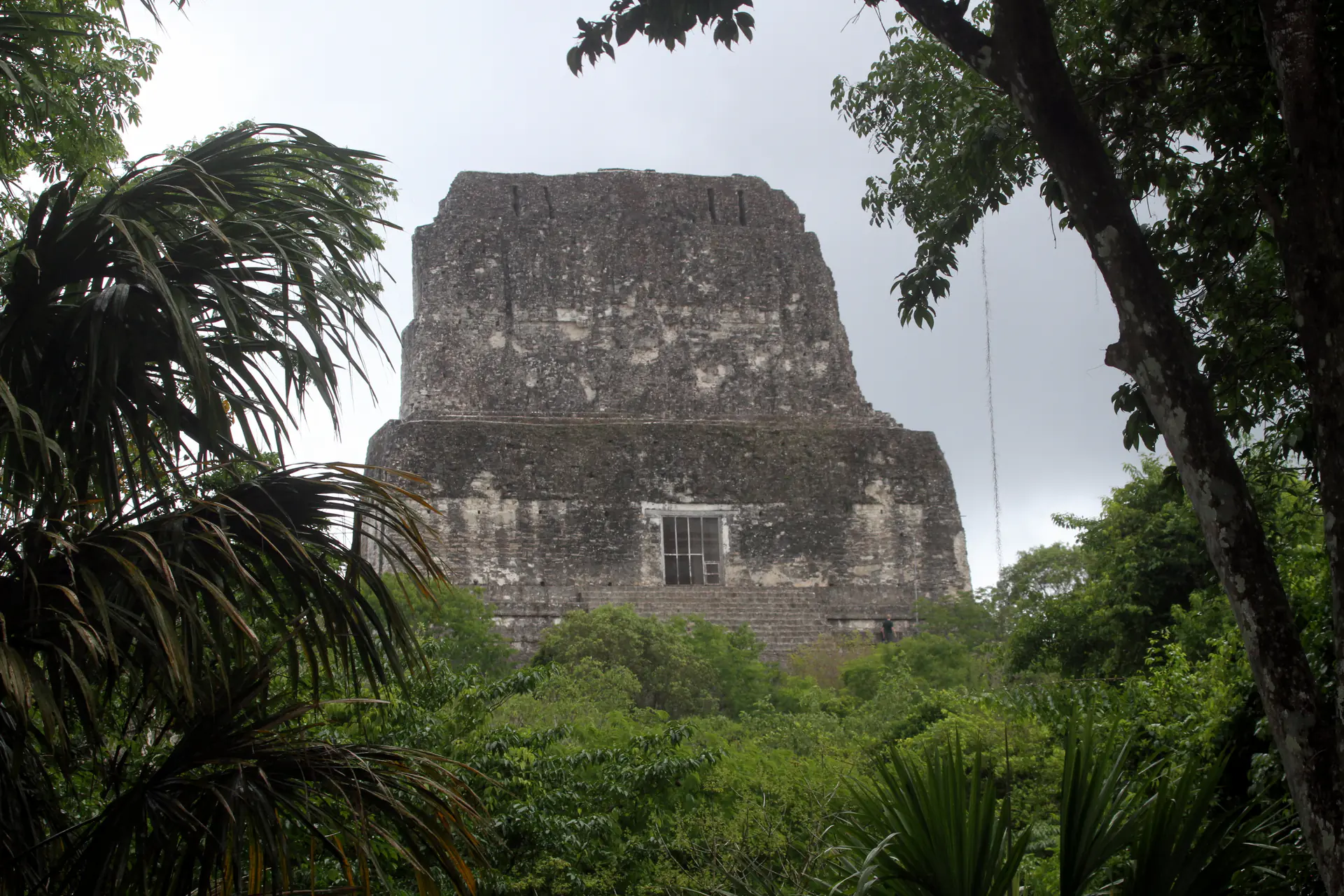Templo IV en Tikal, una de las estructuras mayas más altas, con 64.6 metros, mostrando la masiva pirámide con su distintiva crestería emergiendo del dosel de la selva
