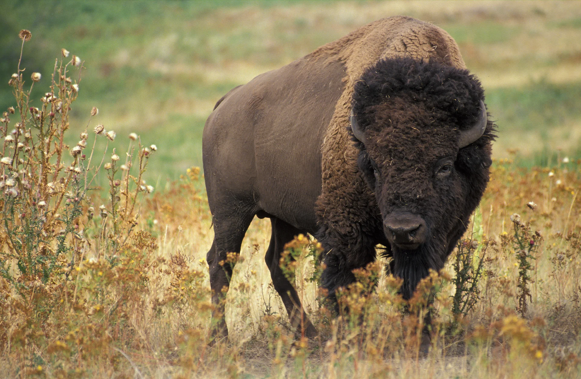 Majestuoso bisonte americano de pie en los pastizales de Yellowstone, mostrando los hombros masivos y el perfil distintivo del mamífero terrestre más grande de Norteamérica
