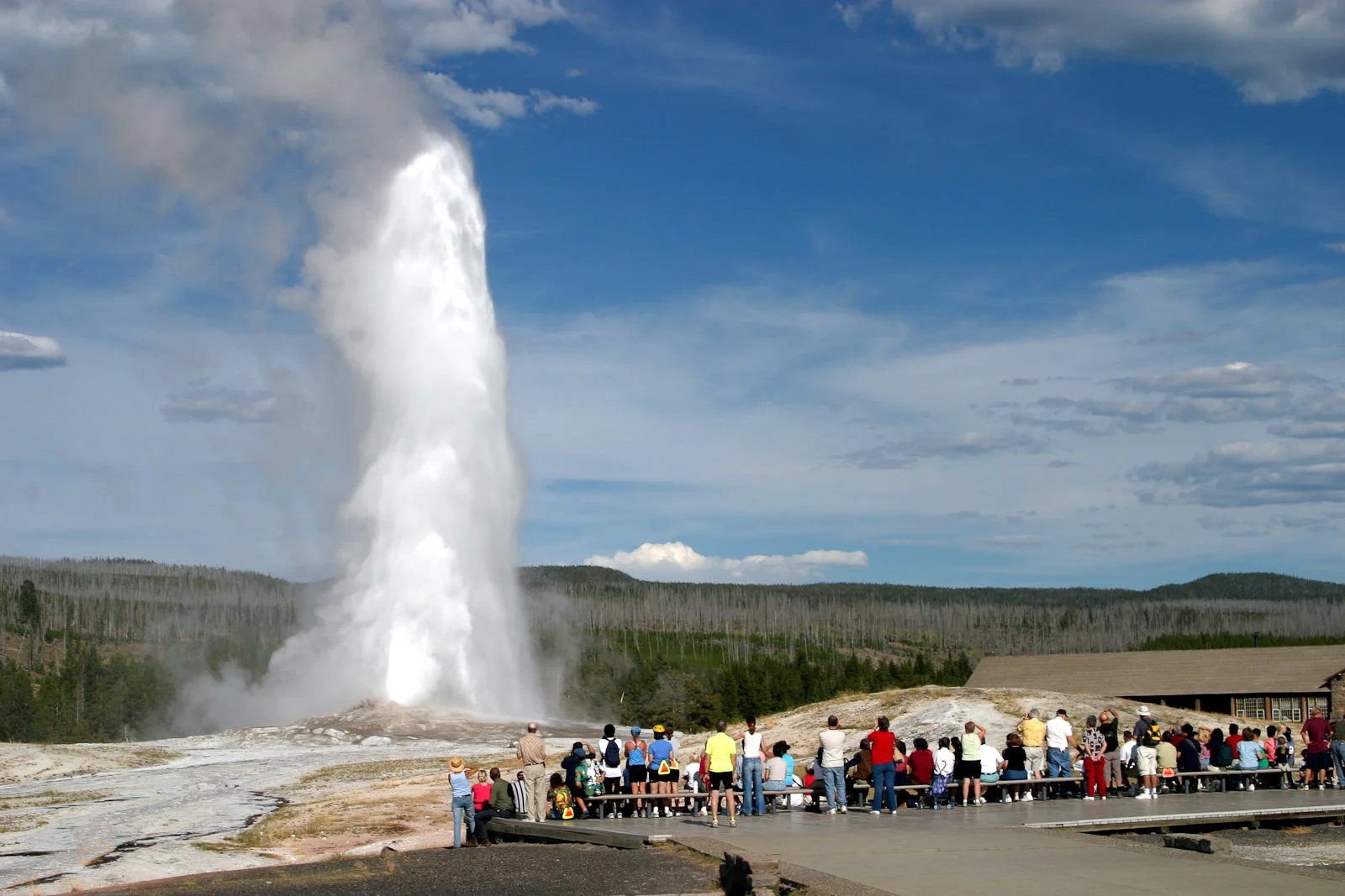 Géiser Old Faithful entrando en erupción poderosamente contra el cielo azul, disparando agua hirviendo y vapor alto en el aire con multitudes observando desde áreas de visualización seguras