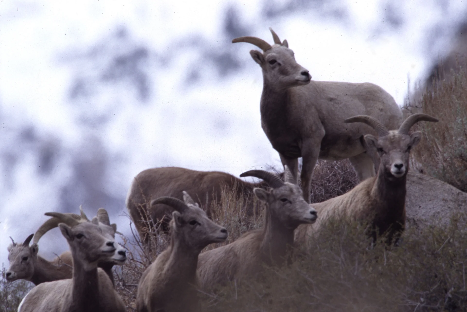 Rebaño de borregos cimarrones de Sierra Nevada en peligro de extinción en su hábitat natural demostrando esfuerzos de conservación en curso